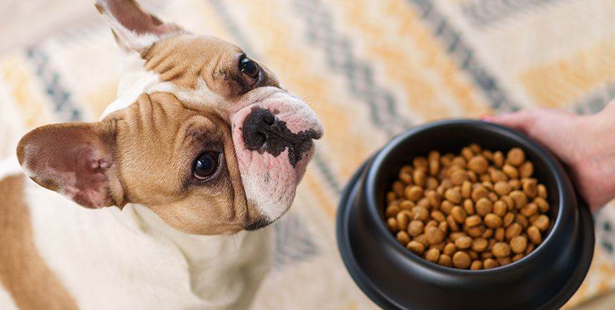 Сколько кормить собаку в день