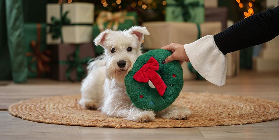 Как сфотографировать питомца