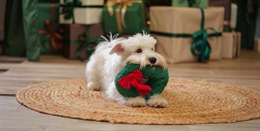 Что подарить питомцу на Новый год