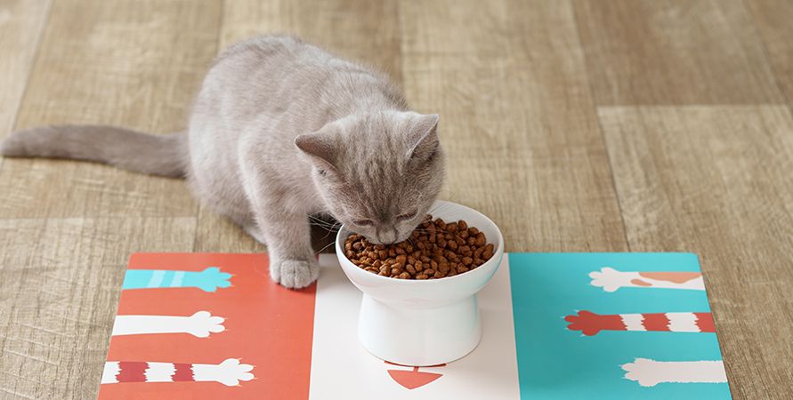 Адаптация котёнка в новом доме