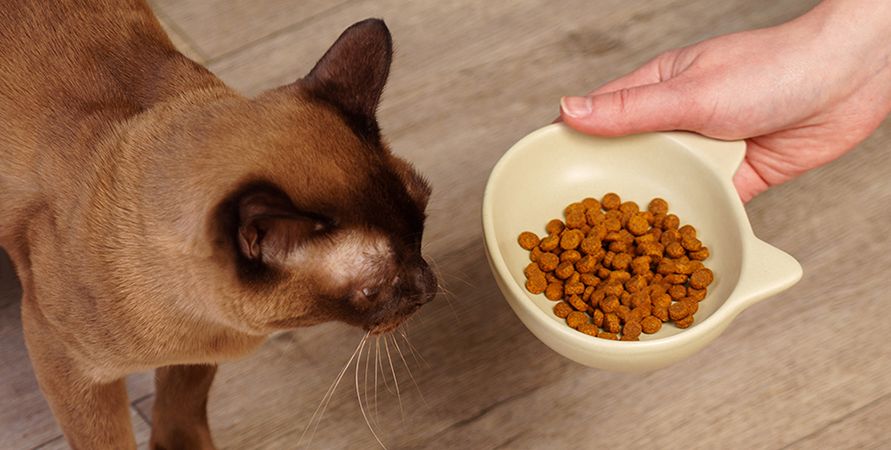 Корм с курицей: польза или риск