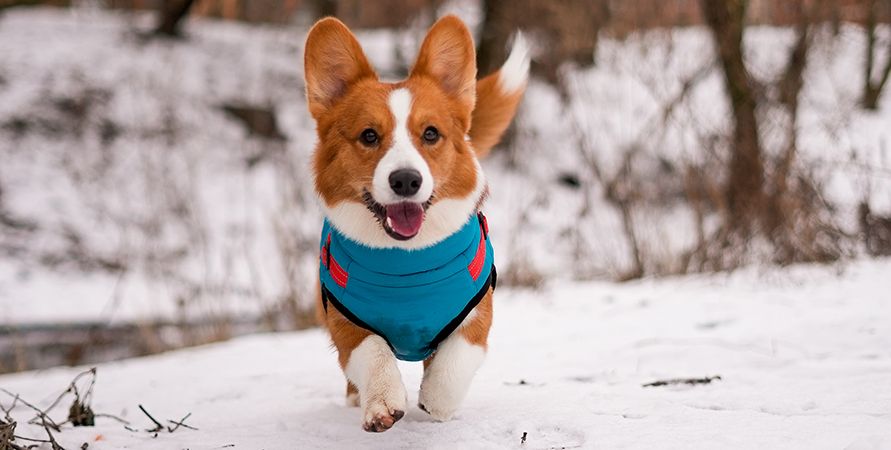 Для каких собак одежда – это необходимость