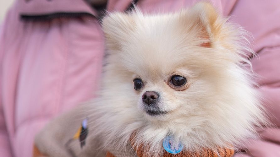 Померанский шпиц