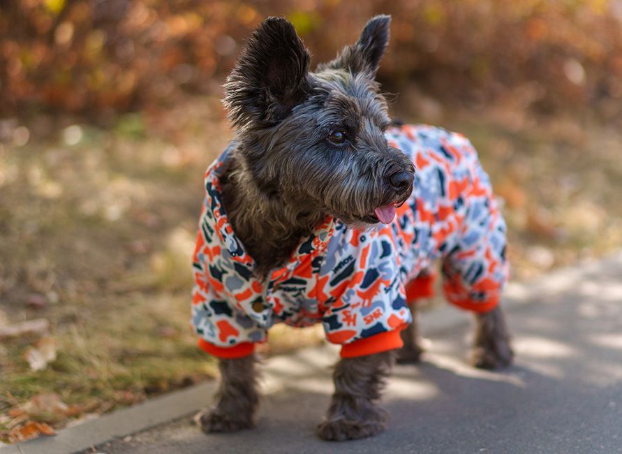 Как выбрать комбинезон для собаки