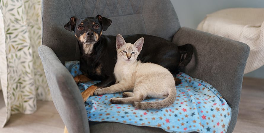 Адаптация котёнка в новом доме