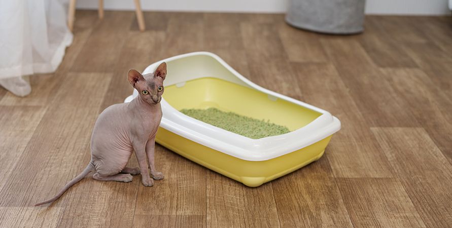 Как приучить котенка к лотку