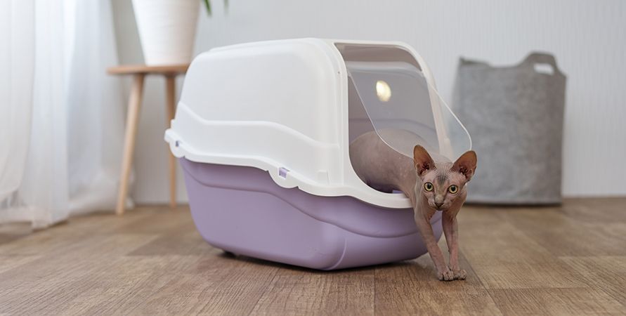 Адаптация котёнка в новом доме