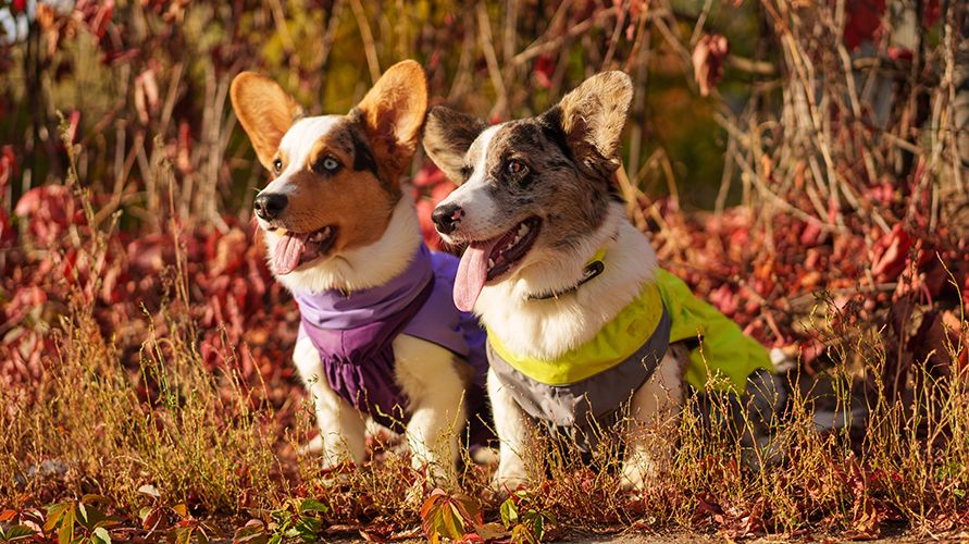 Вельш-корги: что это за порода?