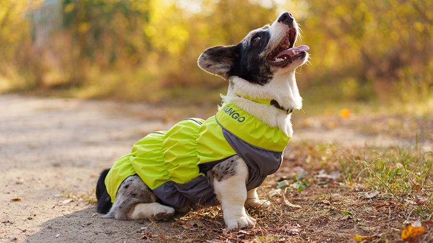 Как выбрать комбинезон для собаки