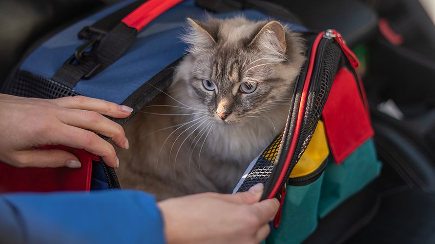 Как приучить кошку к переноске
