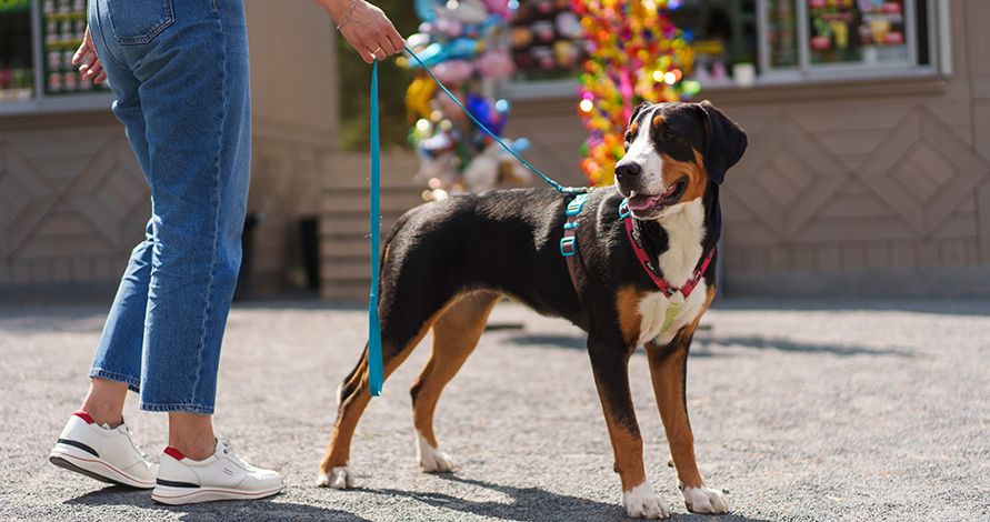 1064216 (1)_891х470.jpg