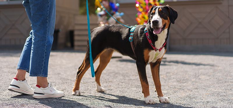 Правила выгула собак и советы по выбору амуниции