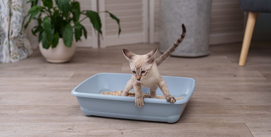 Как приучить котенка к лотку