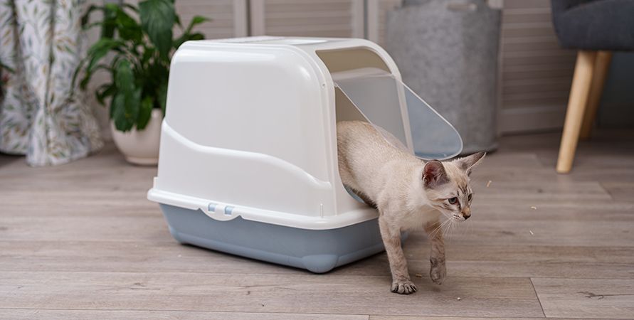 Как приучить котенка к лотку