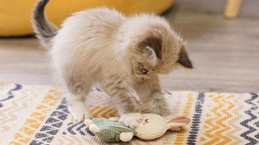 Как выбрать игрушки для кошек