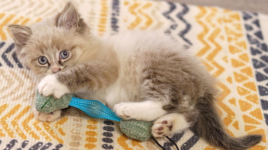 Как выбрать игрушки для кошек