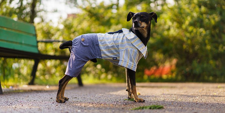 Для каких собак одежда – это необходимость