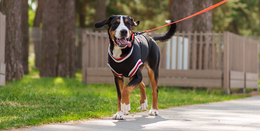 Как приучить собаку к туалету