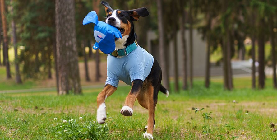 1064634,1064635 (17)_891х450.jpg