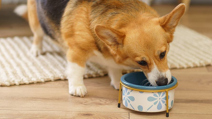 Вельш-корги: что это за порода?