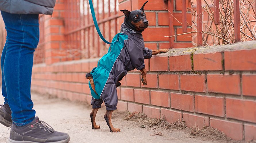 1065131 (13)_891х500.jpg