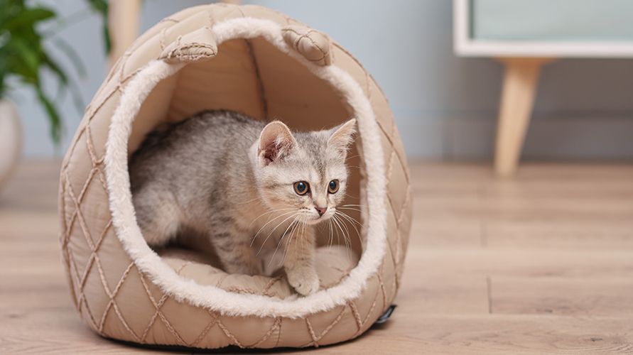 Адаптация котёнка в новом доме