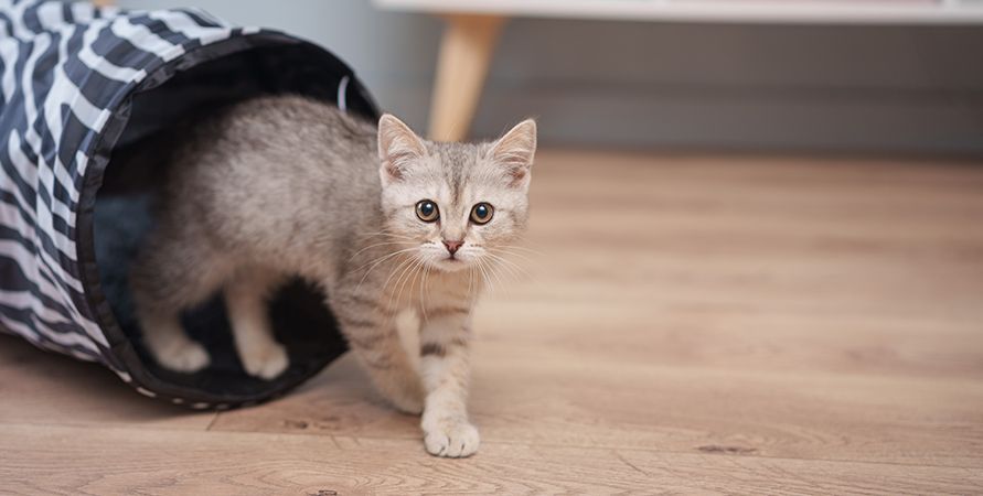 Как выбрать игрушки для кошек