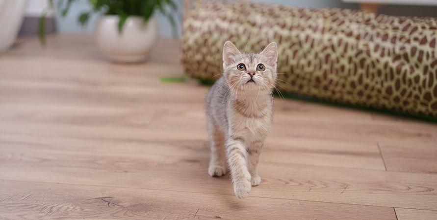 Адаптация котёнка в новом доме