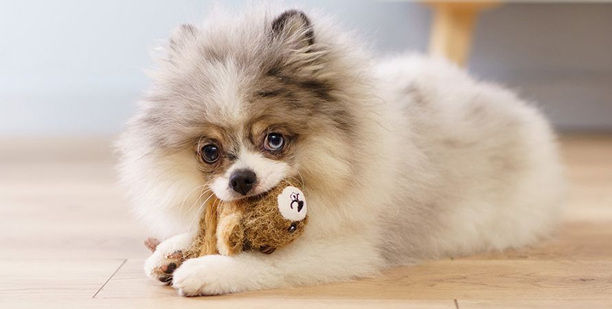 Померанский шпиц