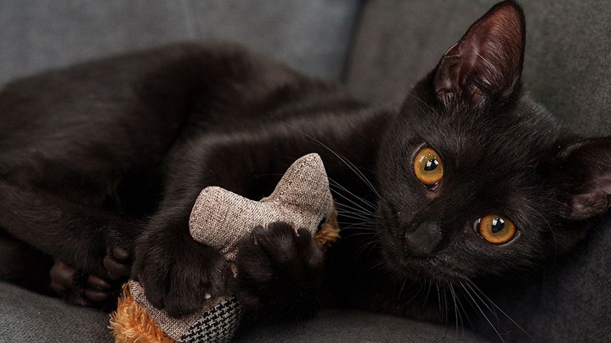 Адаптация котёнка в новом доме