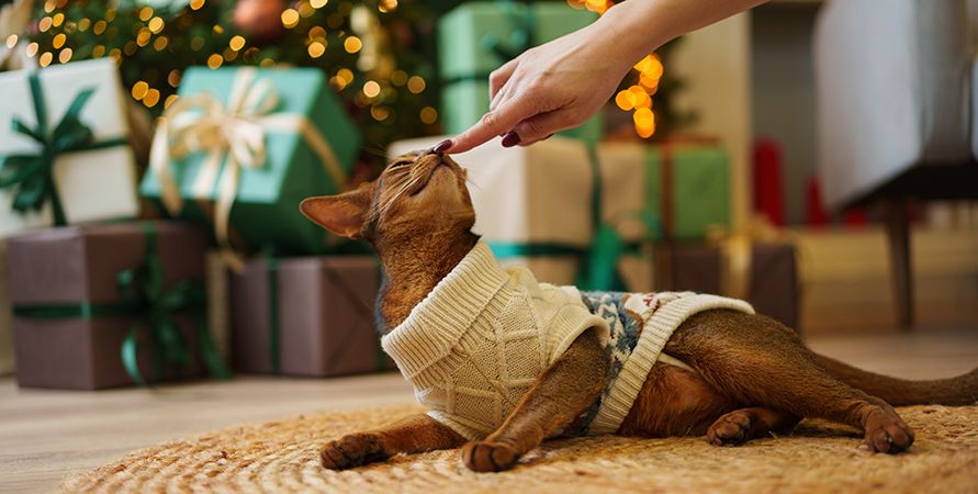 Что подарить питомцу на Новый год
