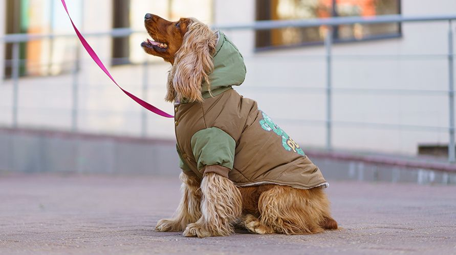 Как защитить собаку от грязи и холода осенью