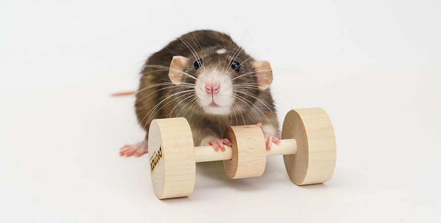 Содержание домашних крыс