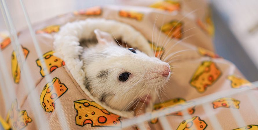 Содержание домашних крыс