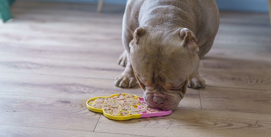 Как выбрать лакомства для собак
