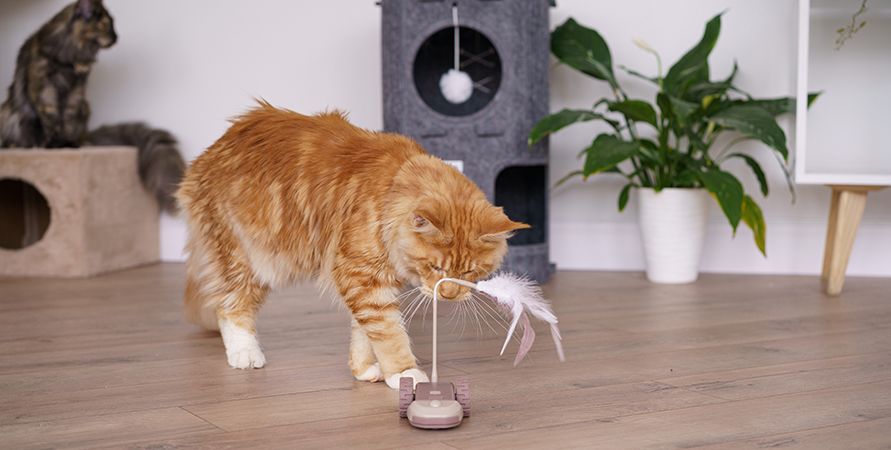 Кот не играет: причины и эффективные способы вернуть интерес к играм