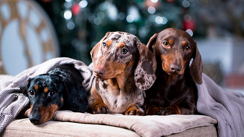 Одежда для собак породы такса