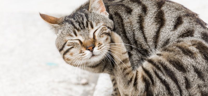 Защита кошек от блох и клещей