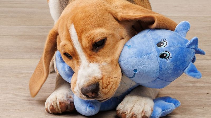 Как перевезти собаку на дачу