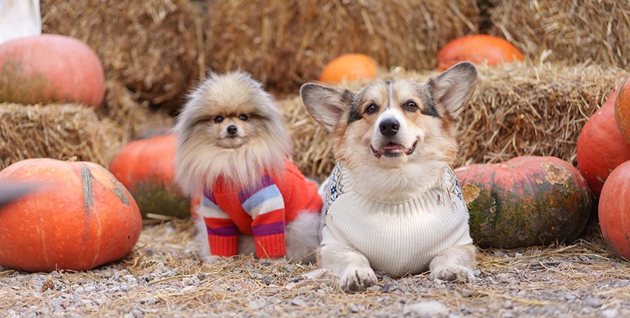 Померанский шпиц