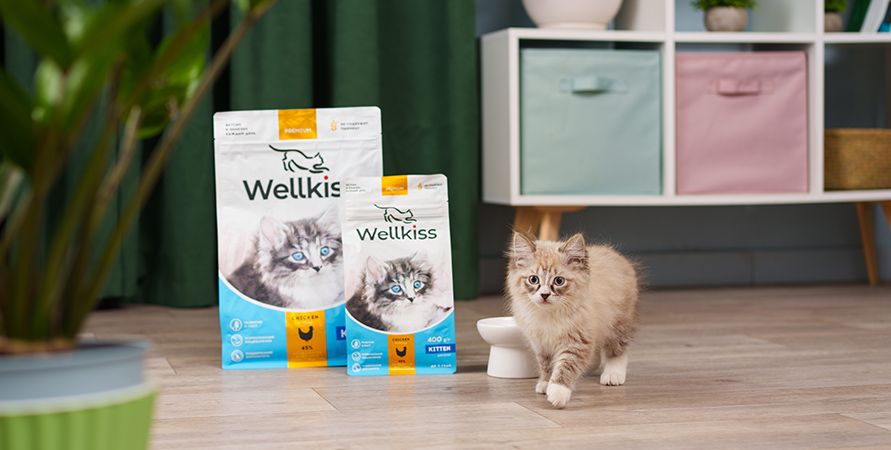 Адаптация котёнка в новом доме