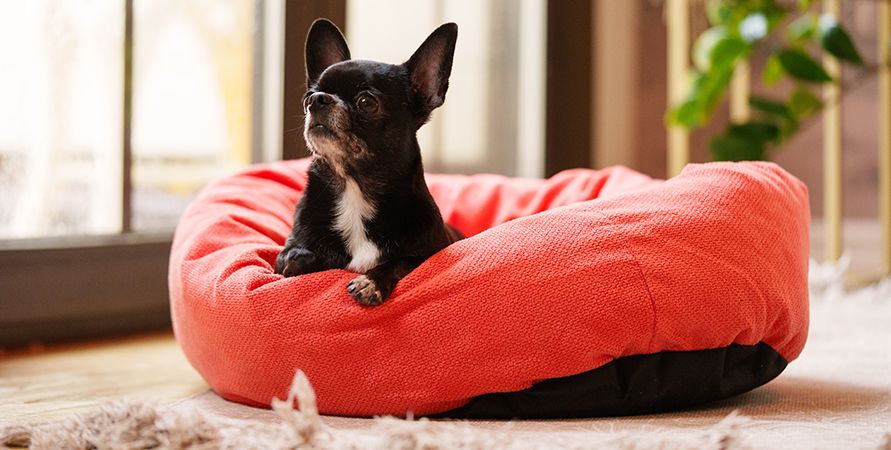 Согревающие товары для домашних животных