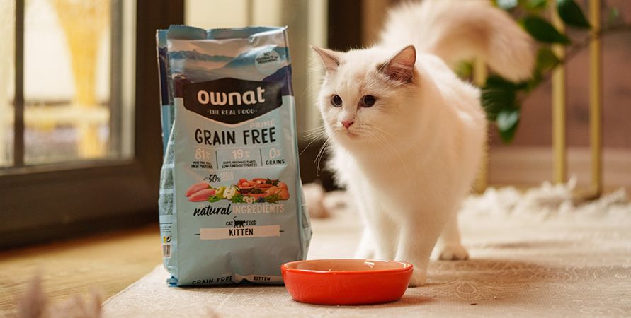 Что делать, если кошка сильно линяет