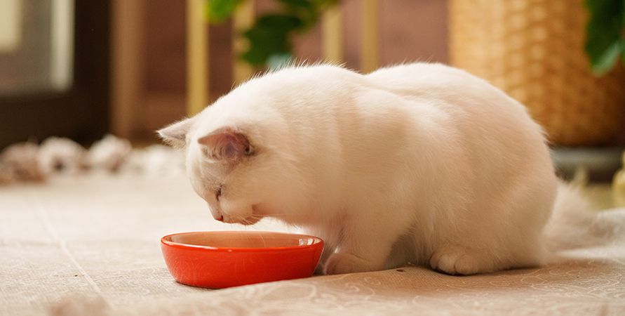 Пробиотики для кошек