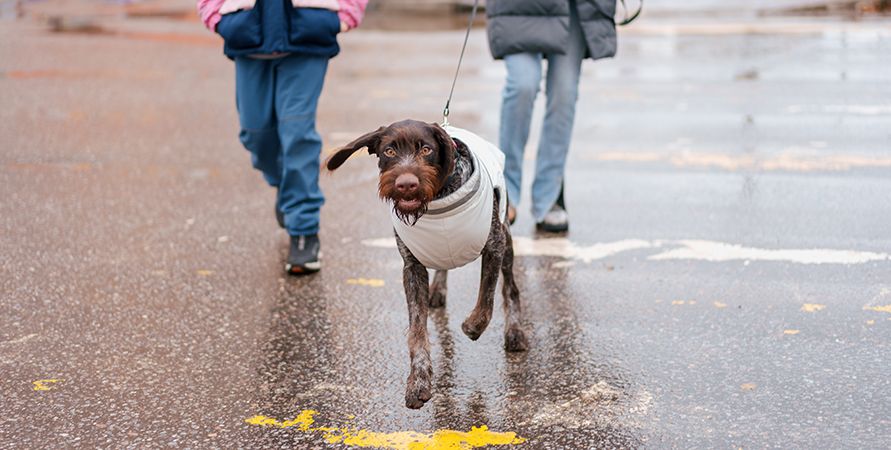 Как приучить собаку к туалету