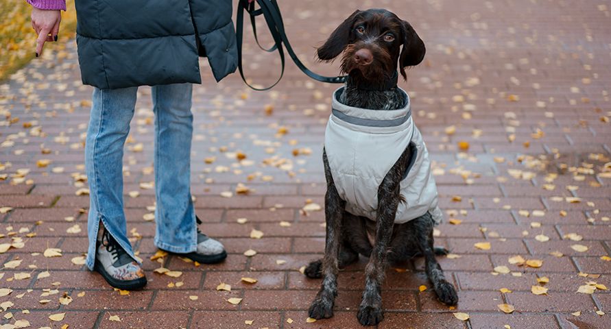 Для каких собак одежда – это необходимость