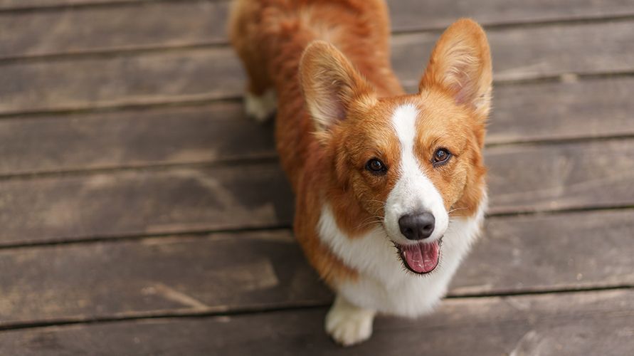 Вельш-корги: что это за порода?