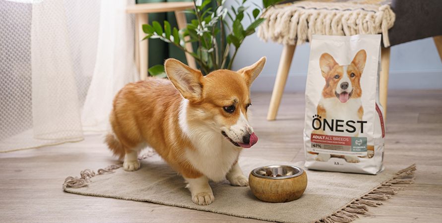 Вельш-корги: что это за порода?