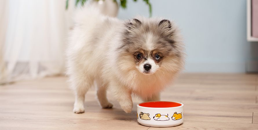 Померанский шпиц