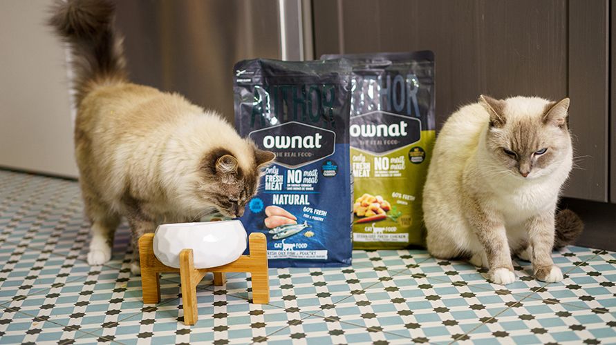 Классификация кормов для кошек
